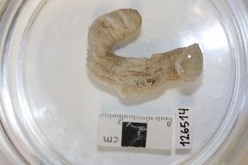 Media type: image;   Invertebrate Zoology 126514 Description: Preserved specimen.;